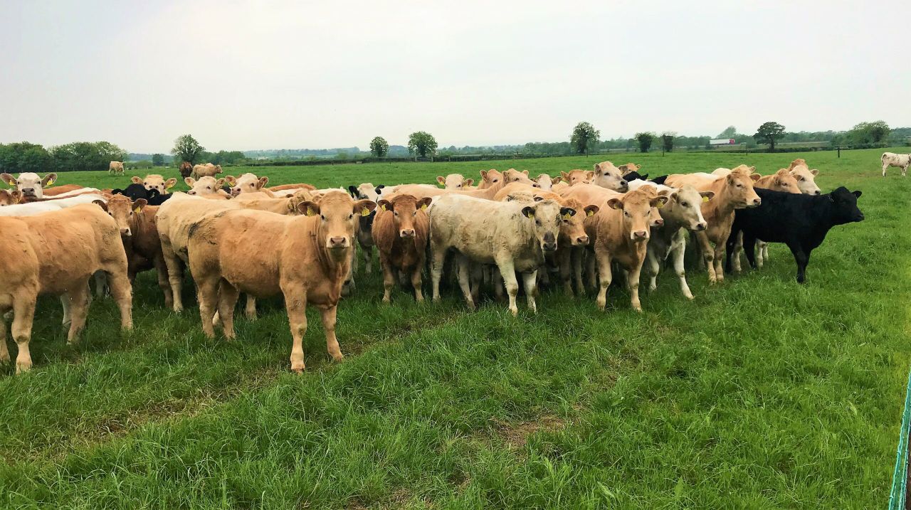 Young beef farmers wanted for YBFSP