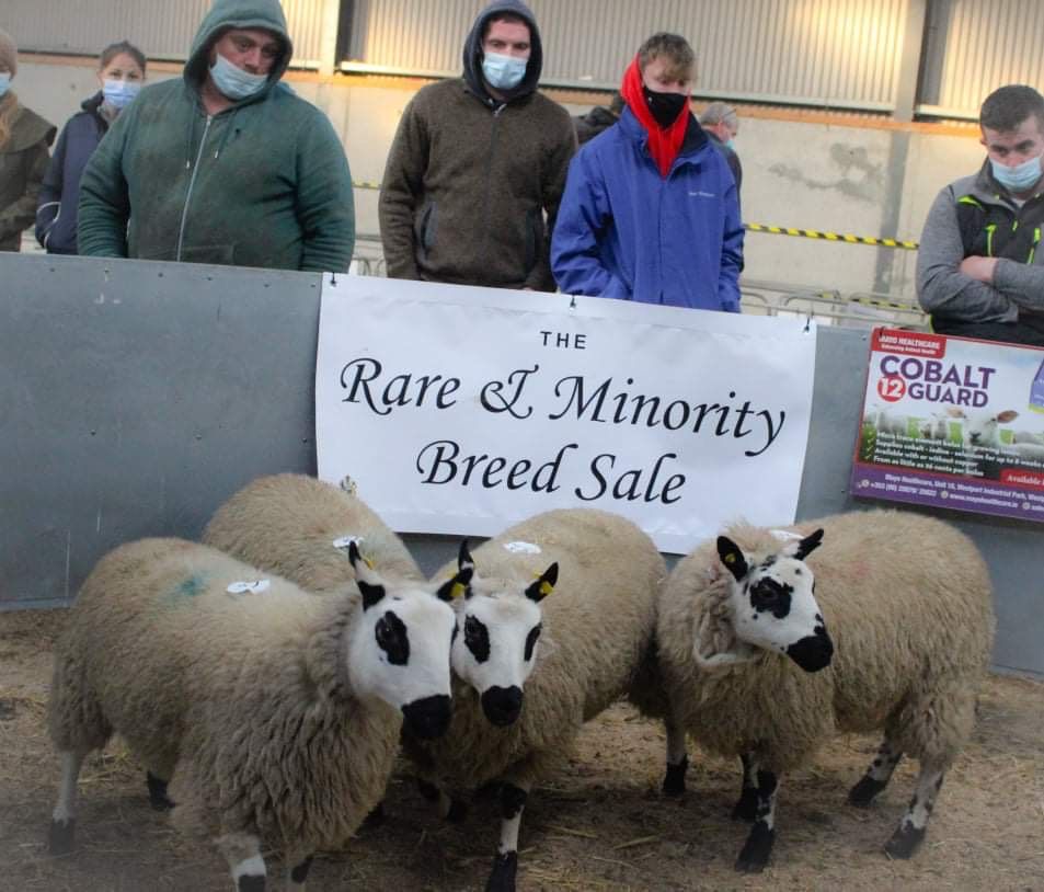 Inaugural rare and minority breed sale sees prices reach €3,200