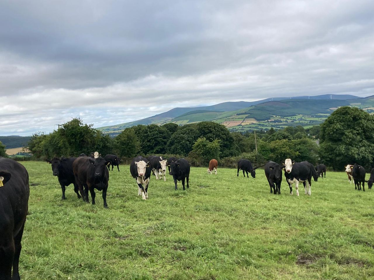 UFU visits ABP demo farm to explore methane reduction research