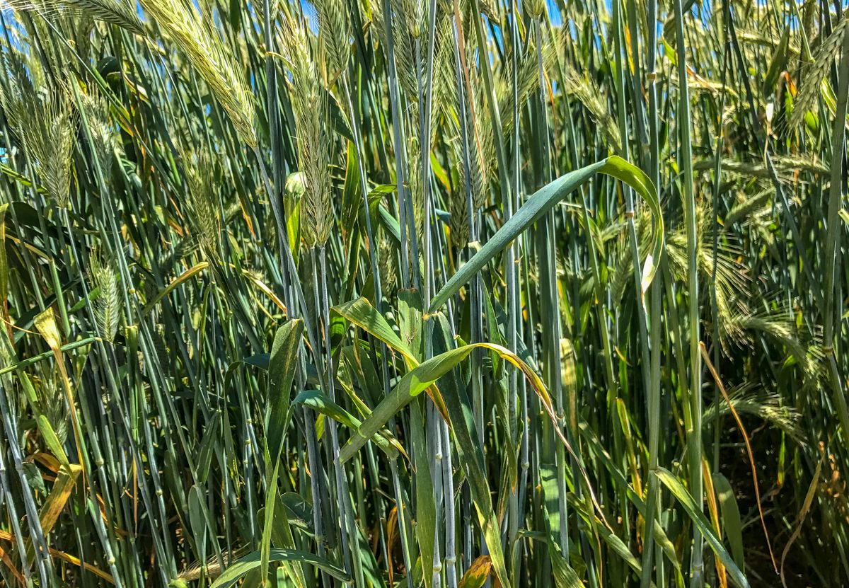 Ukraine government bans exports of grains