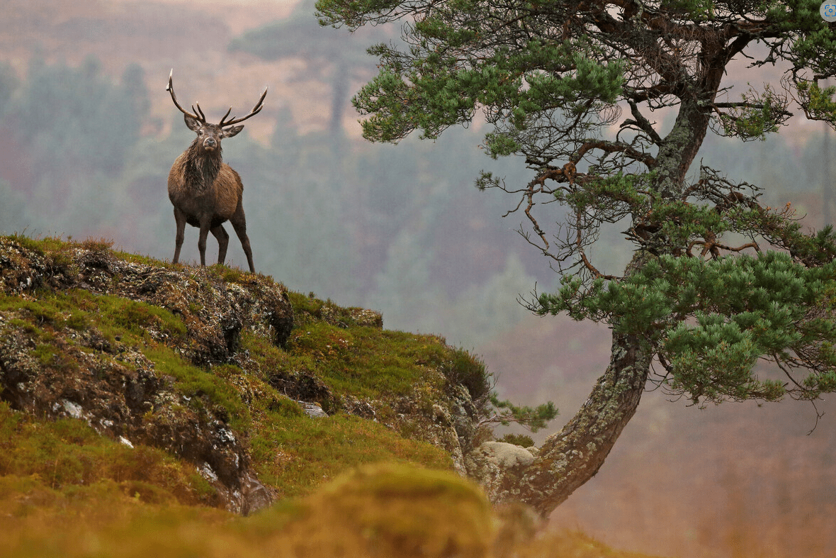 Rewilding Europe receives funding boost of €4.9 million