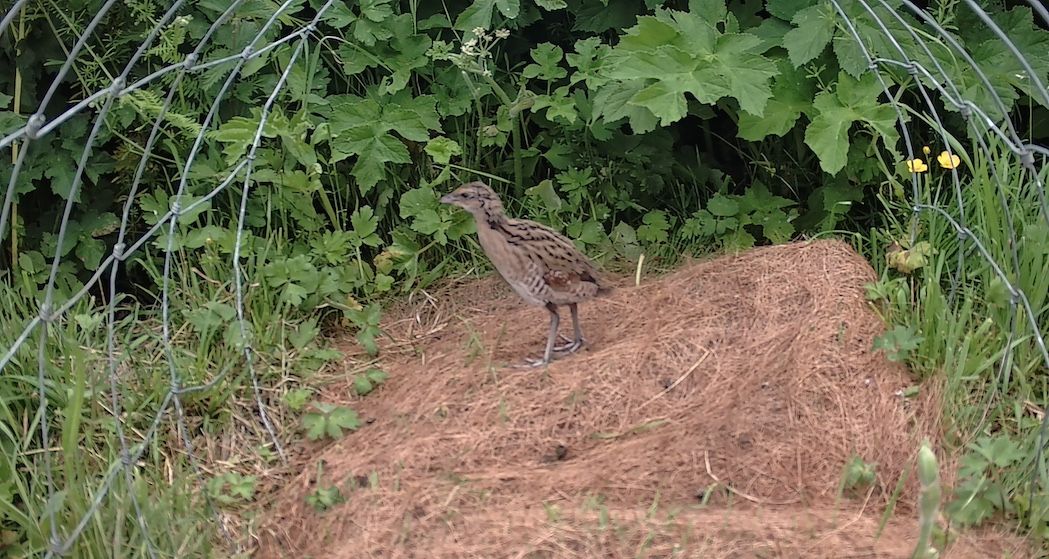 A Corncrake chick.