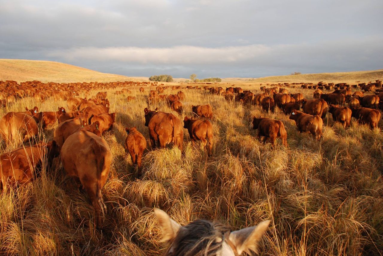 US cattle numbers down 3% on last year's levels