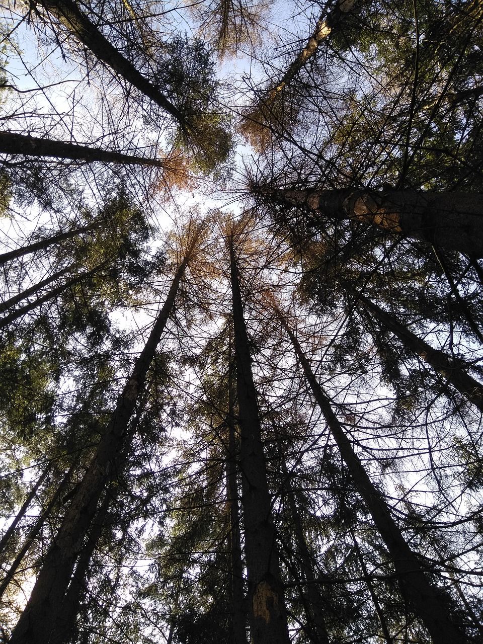 Calls for a review of bark beetle biosecurity measures