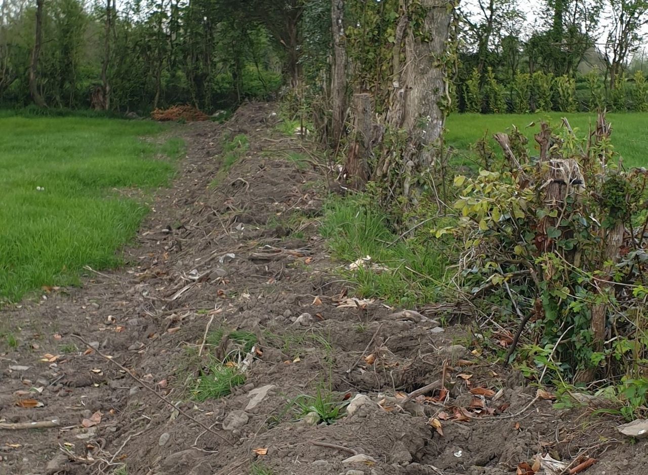 Gardaí in Meath investigating theft of 200 plants from field
