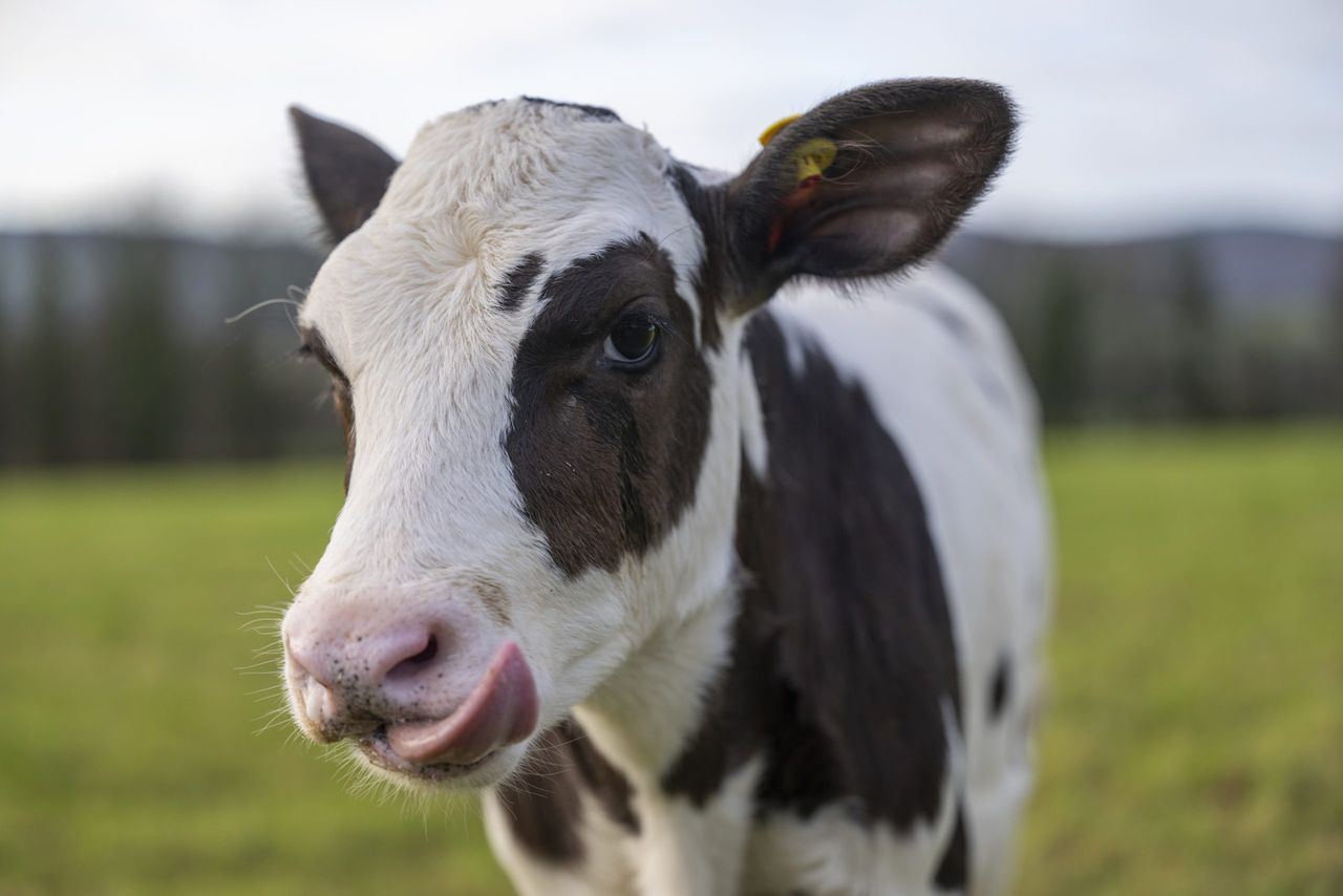 Introducing Hilda: Could this IVF calf transform the UK dairy industry?