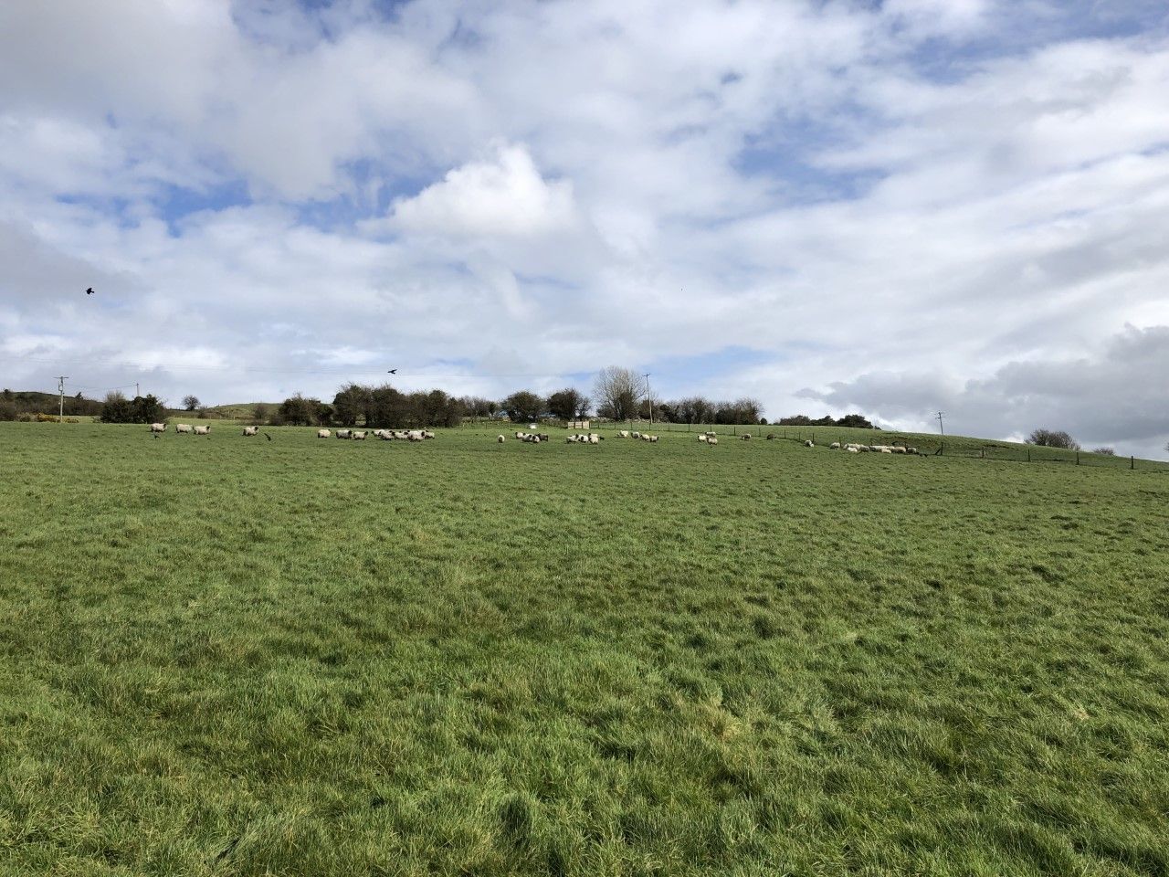 The benefits of applying N this spring