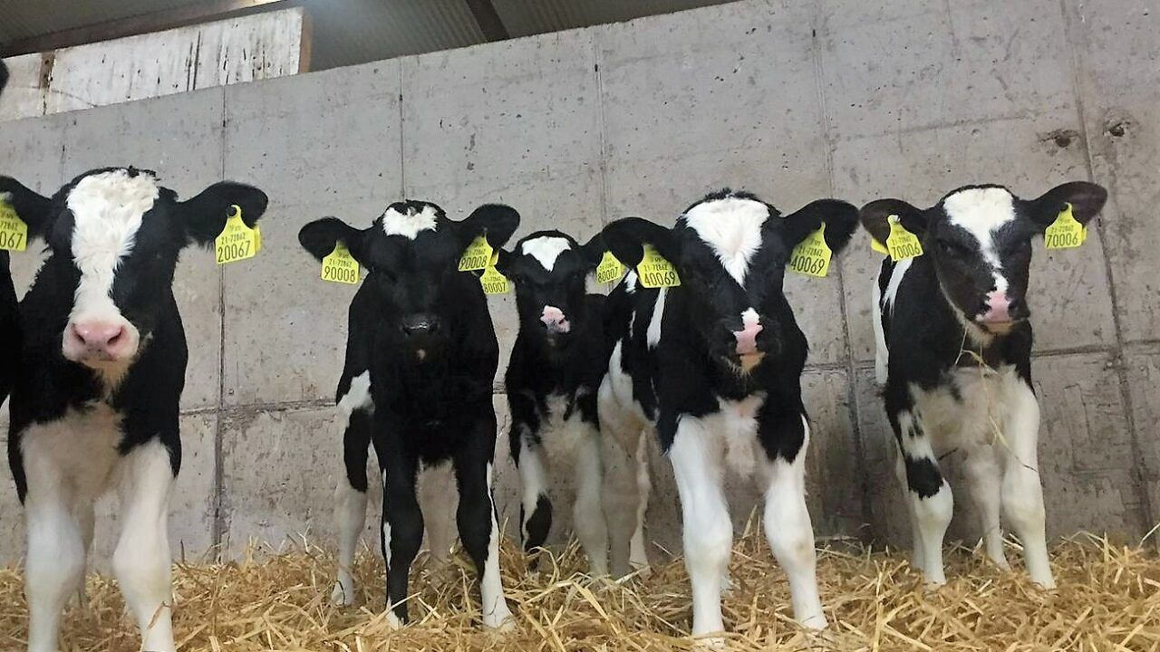 Importance of water in the autumn calves' diet