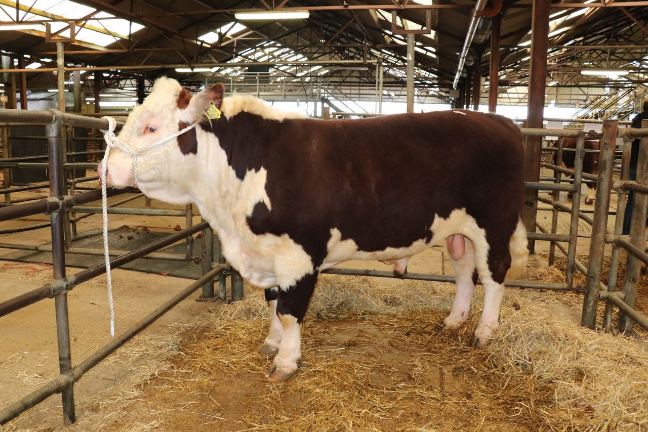 Two Hereford bulls hit the €3,300 mark at Kilmallock Mart