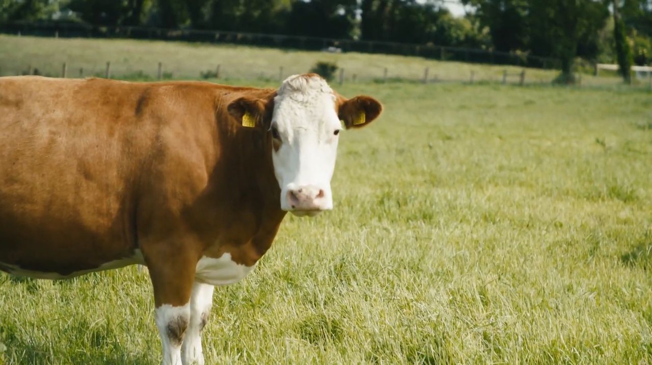 'New TB Action Plan is weak at best and watery at worst' - senator