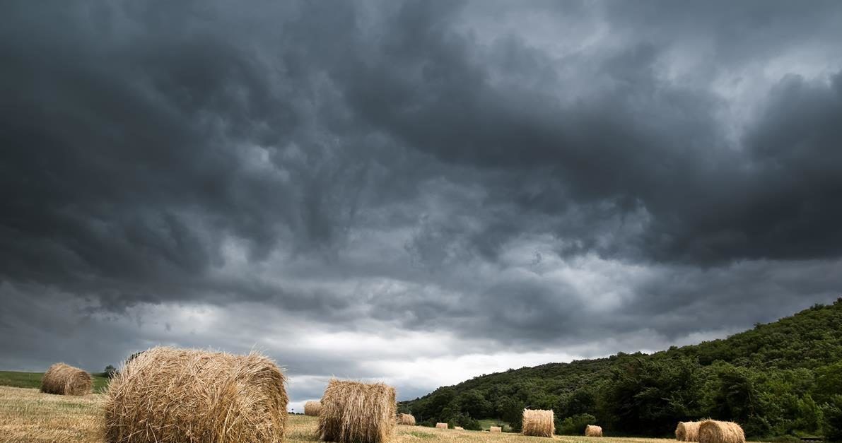 Healy calls on Government to assist farmers hit by weather losses