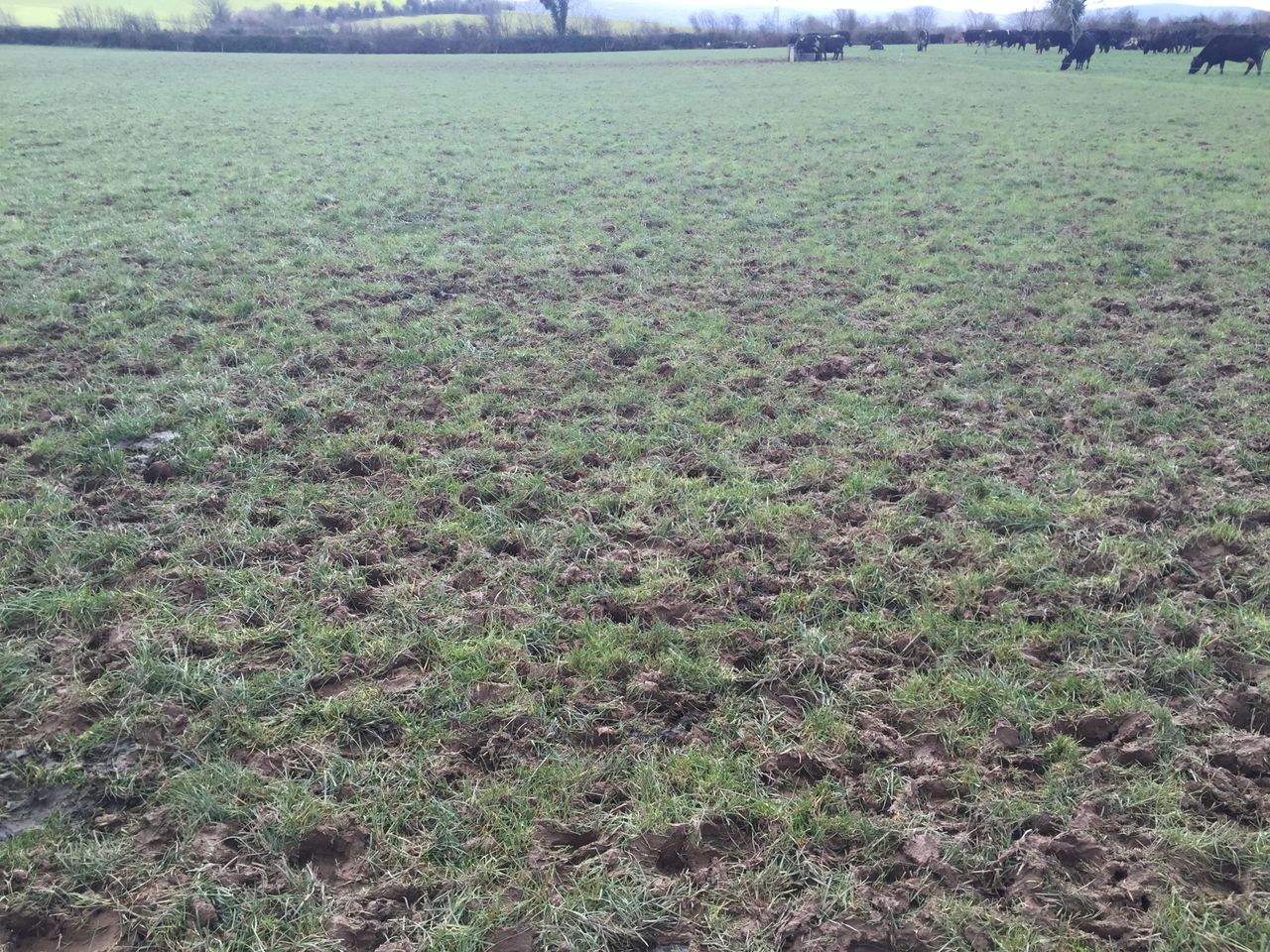 Grass growth: Might be time to call a halt to the grazing season