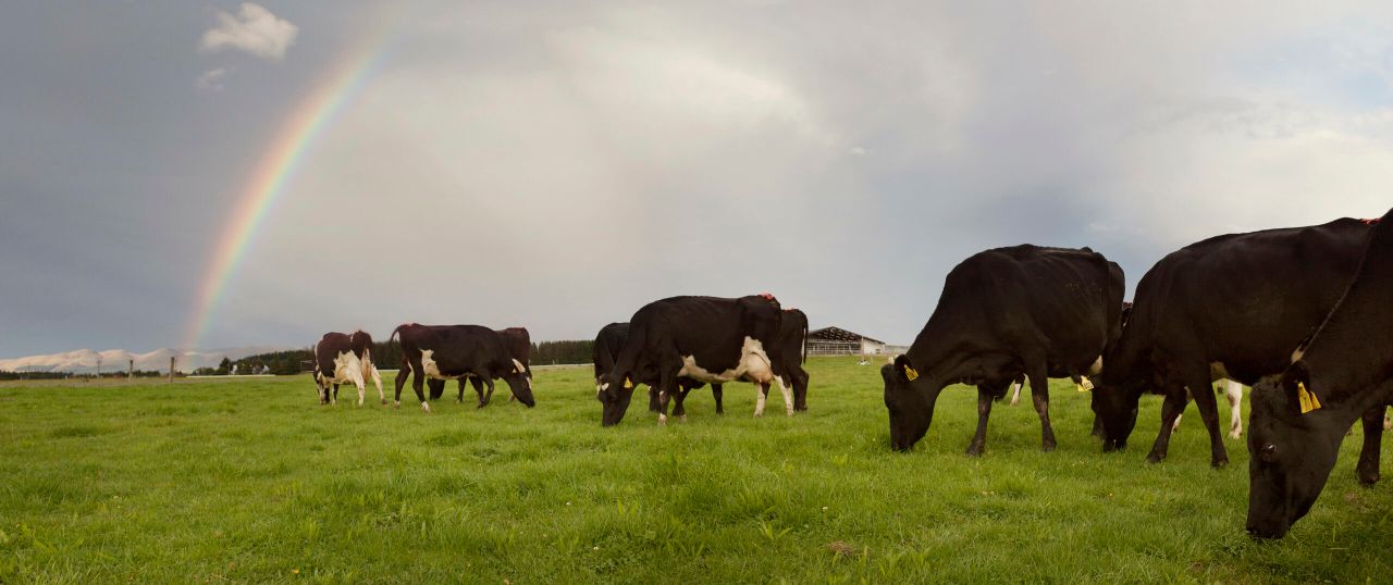 Latest LIC sire catalogue offers pick of Kiwi genetics for the Irish market