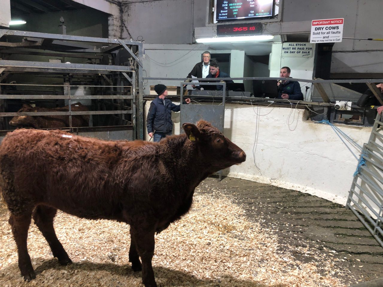 Mart report: Pics and prices from Carnaross weanling sale