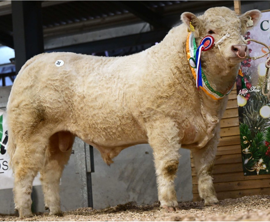 Charolais Christmas Cracker sees top price of €15,000