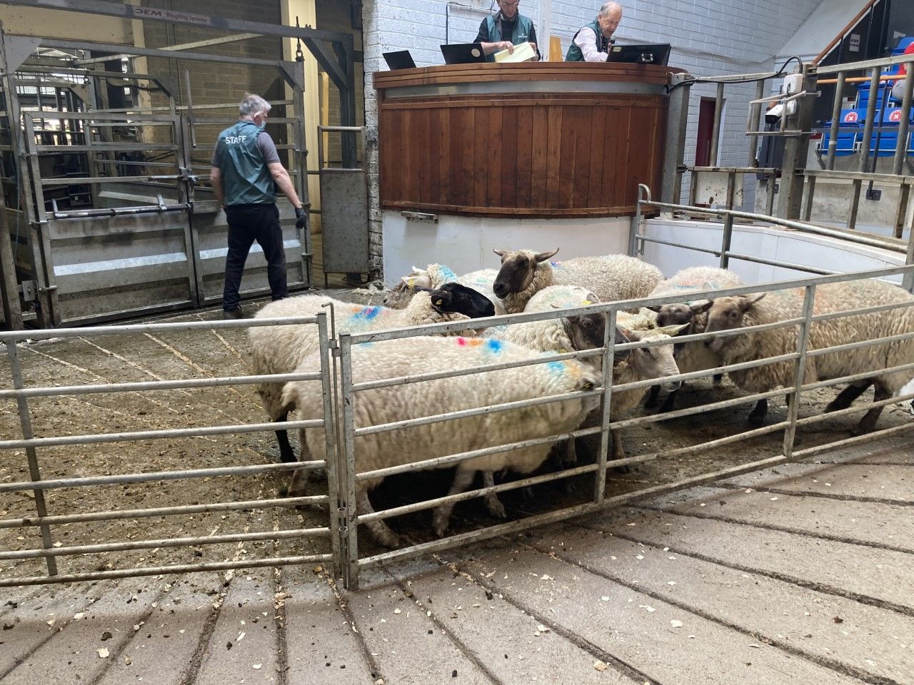Cull ewes to €193 and €200 at Kilkenny and Corrin Marts respectively