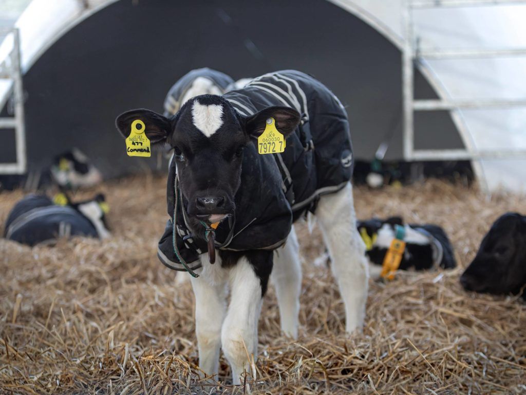 CAFRE partners with AFBI for  dairy calf-rearing open day