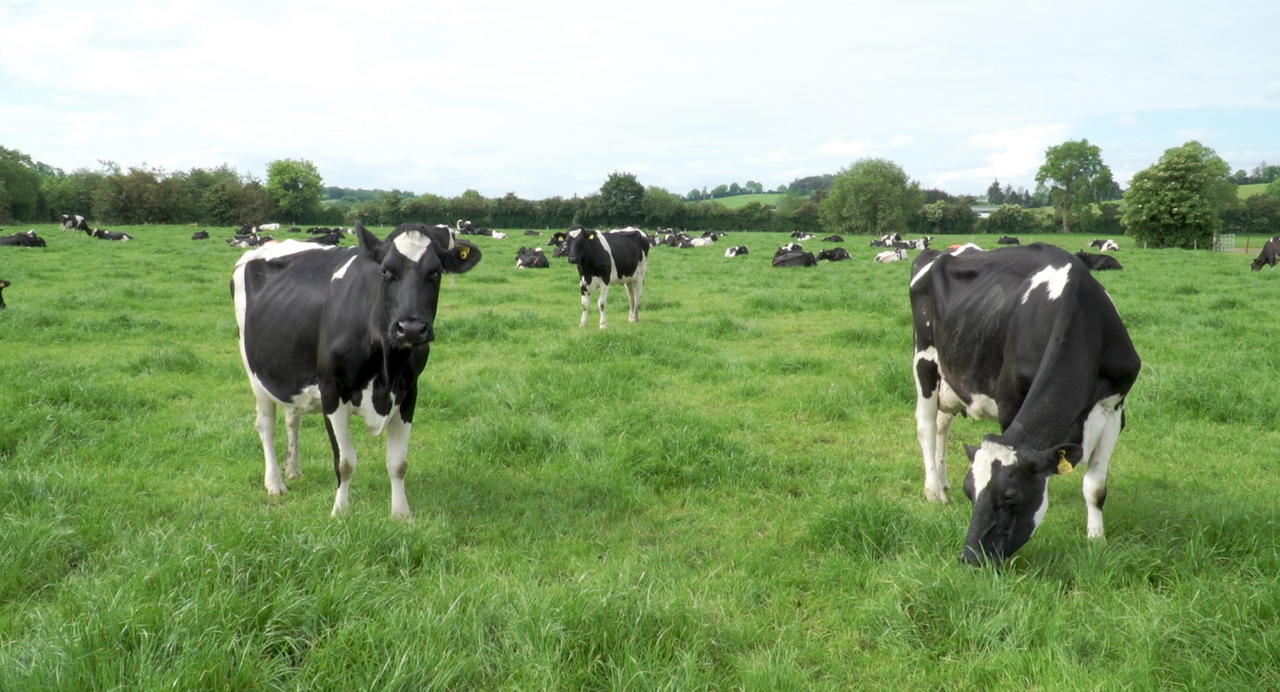 How to boost your herd's fertility this breeding season