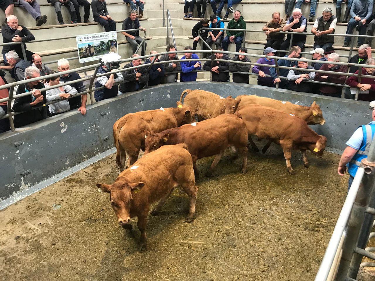 Mart report: Weanling bulls hit €1,650/head at Iveragh Mart