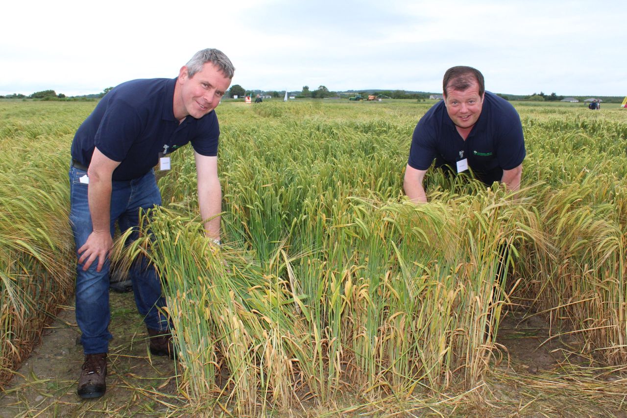 Barley varietal trials which may reduce dependence on chemicals