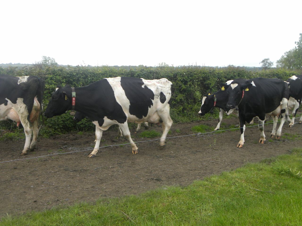 Expanded dairy herd drives cow slaughterings
