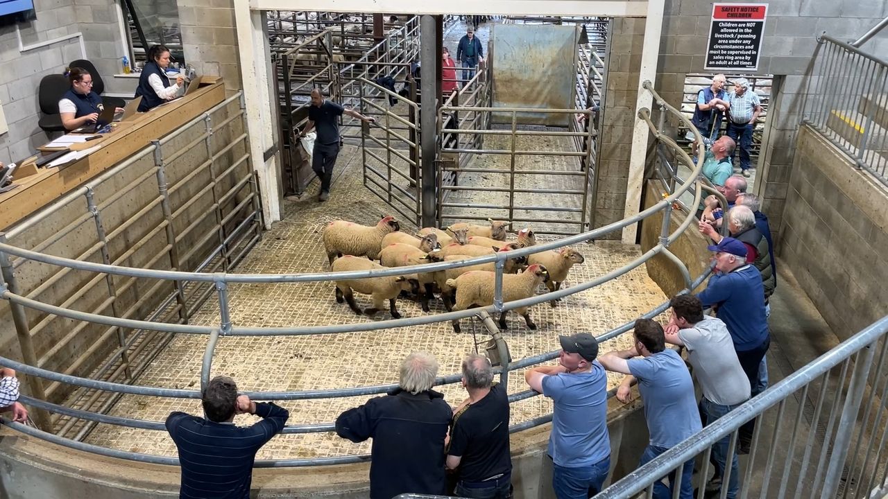 Watch: Catch up at the mart - sheep prices, input costs and sunny spells