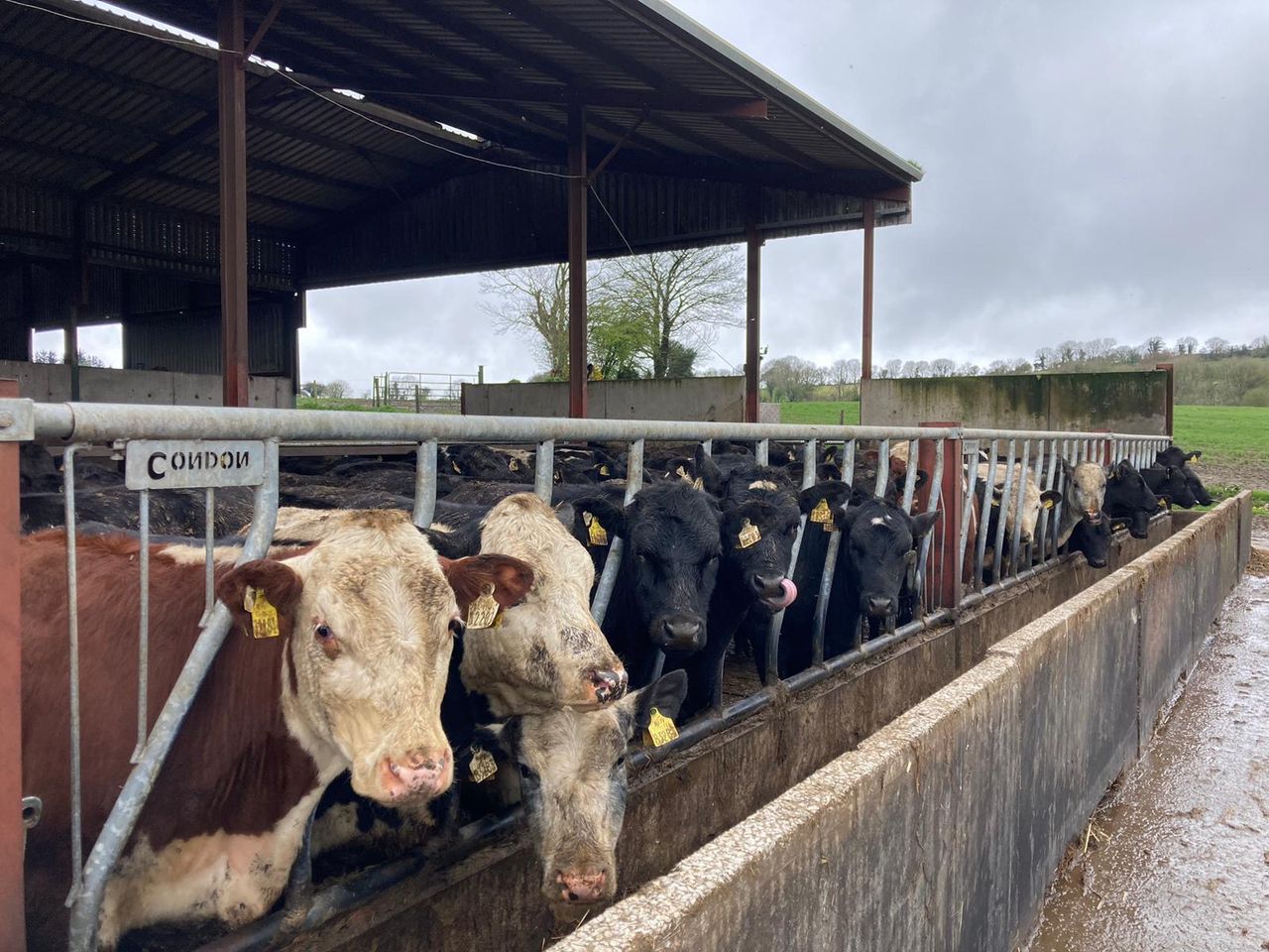 Spring struggles on the ABP Demo Farm as rain persists