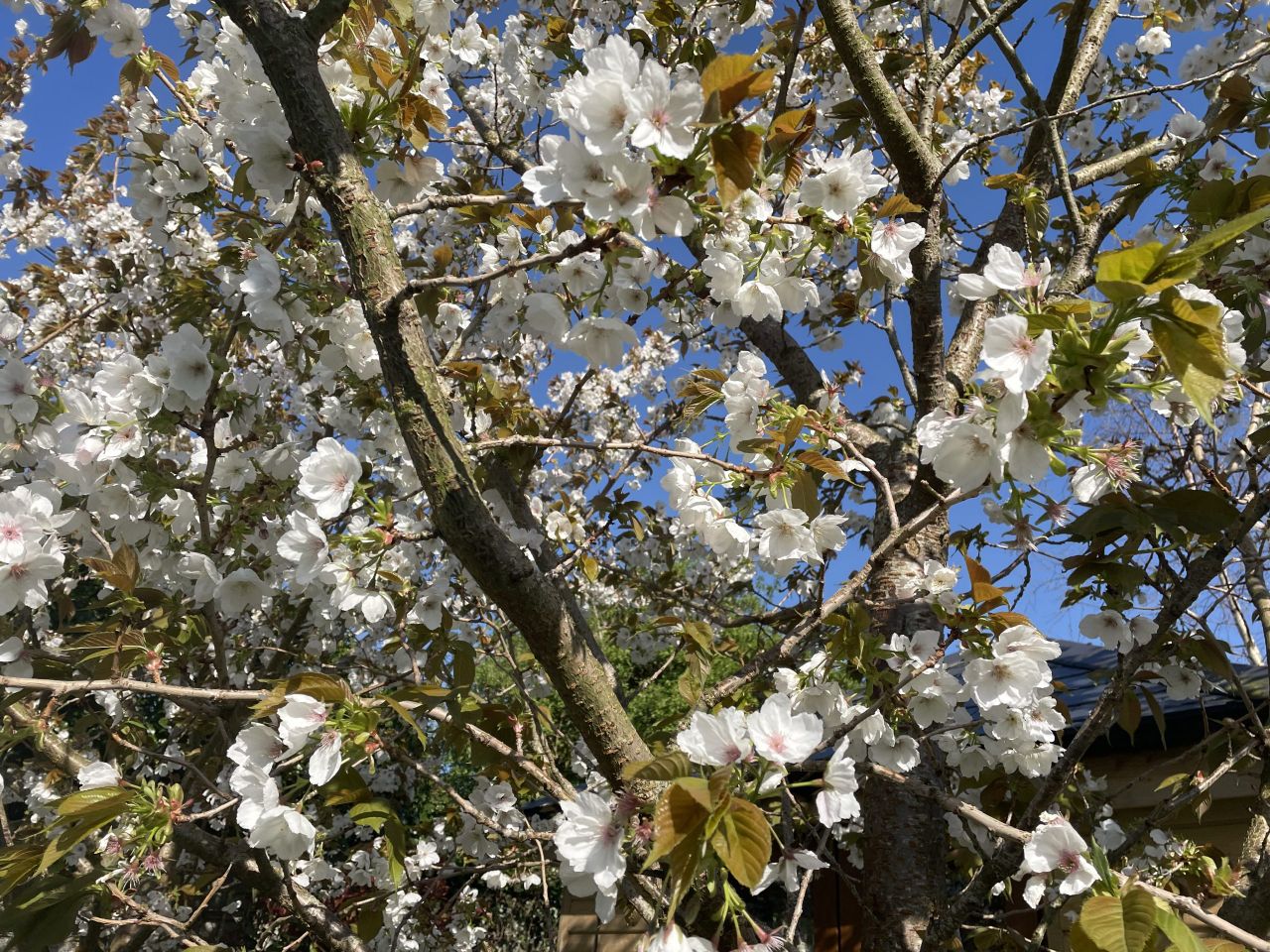 Met Éireann: Dry with plenty of sunshine over the weekend