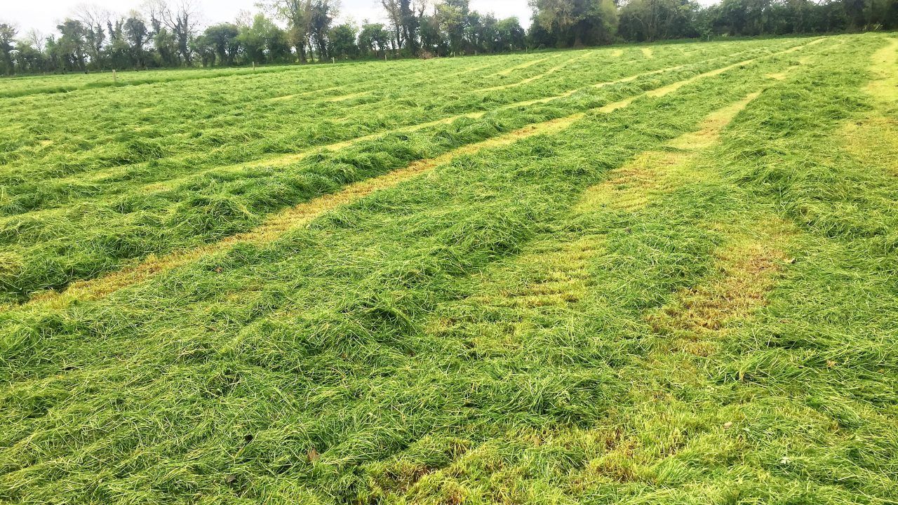 Silage on sheep farms: Focusing on quality