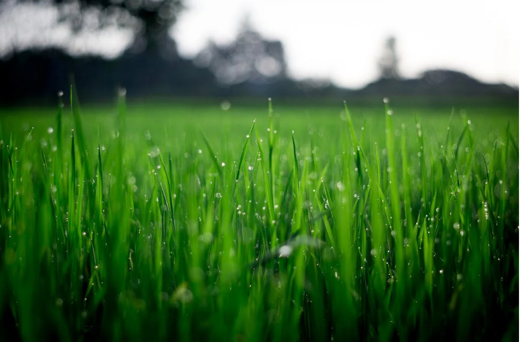 Most soils currently close to saturation - Met Éireann