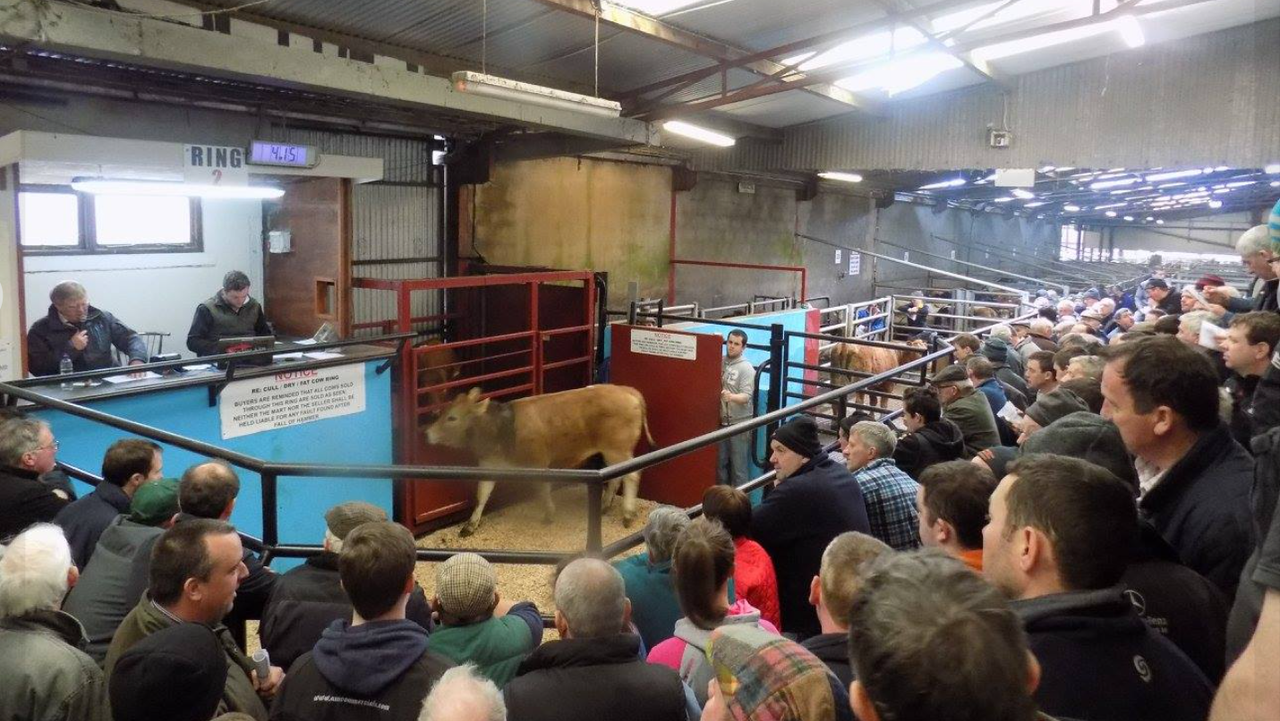 Ballybay Mart manager describes sale cancellation as 'absolute devastation'