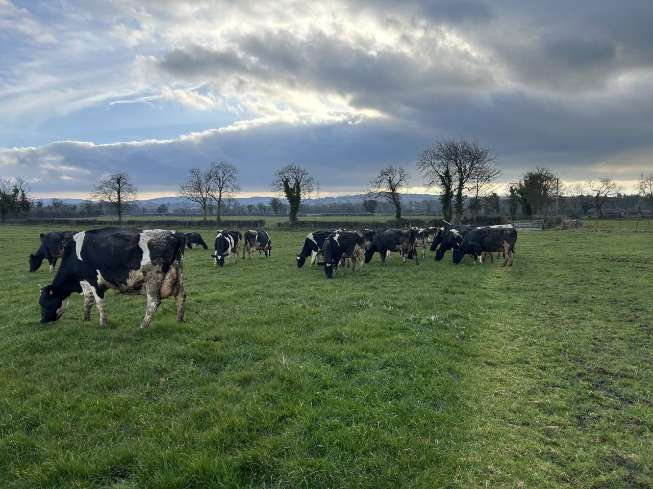 Grass growth and grass covers improve with heat in the ground