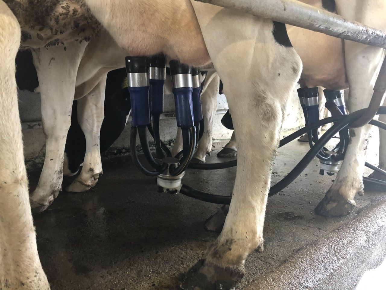 Reminder: Might be time to change those milk liners