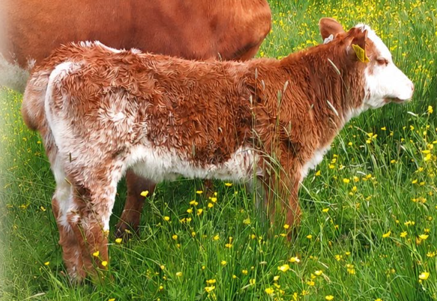 May-born roan heifer calf sells for €1,900 at Carrigallen Mart