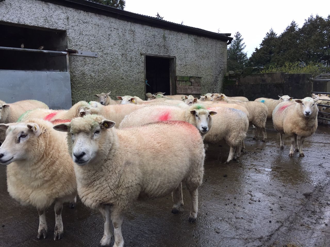 Sheep trade continues to strengthen with spring lamb making 480-490c/kg