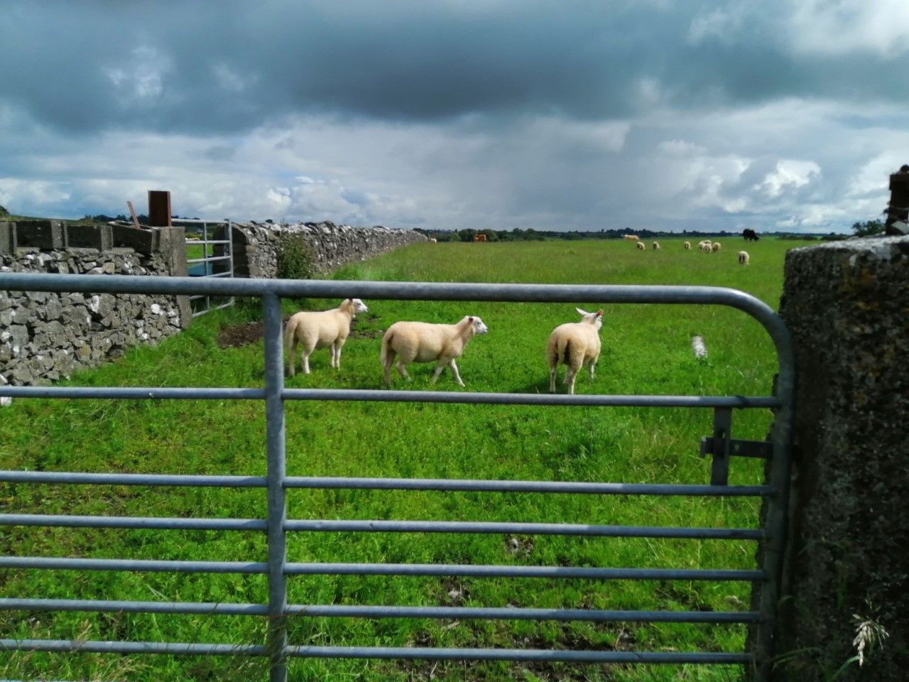 Sheep management: Weighing up options for lambs