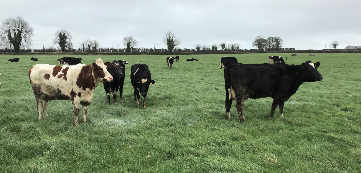 What BCS should my cows be coming into the breeding season?
