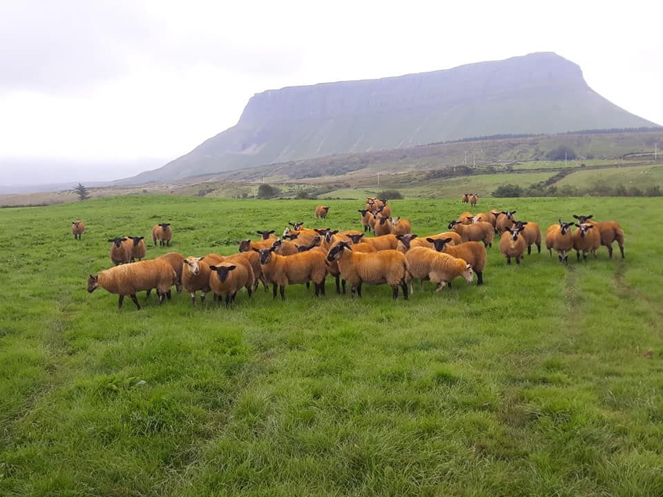 Sheep Focus: Carrick Prolific Ewe Lamb Breeders gets set for 2nd annual sale