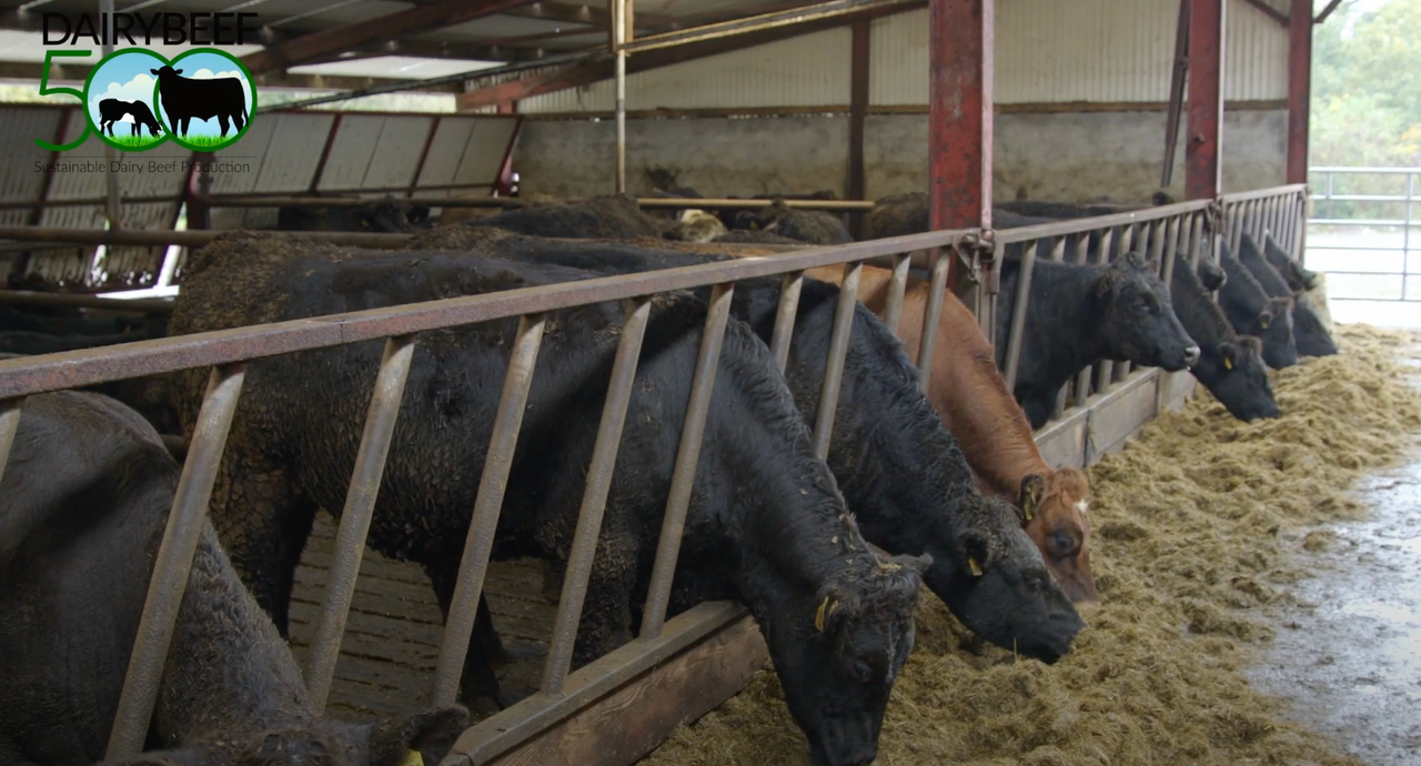 Watch: Using the CBV when selecting for dairy-beef production