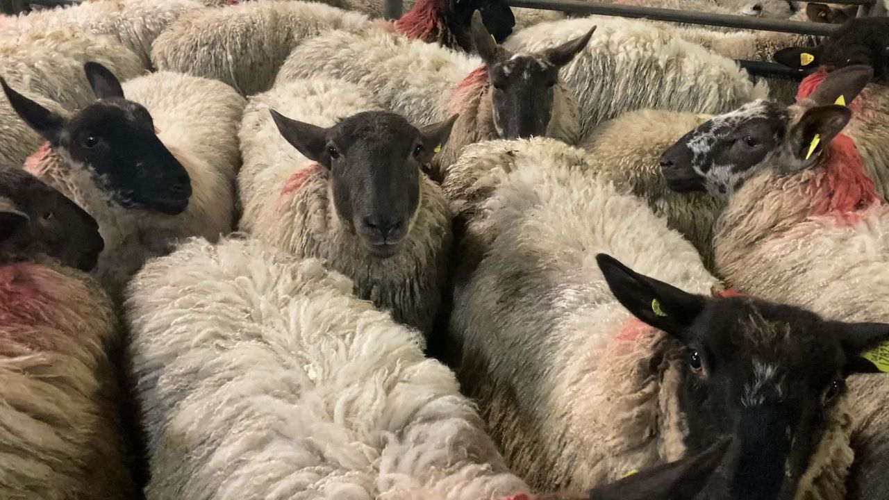 Sheep trade: Hogget factory prices continue to rise