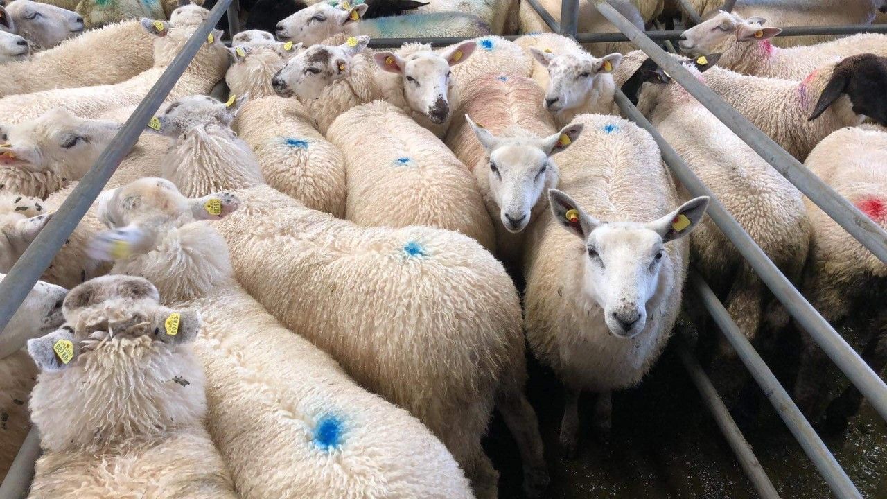 Processors 'must be required to cease live imports' to access APS
