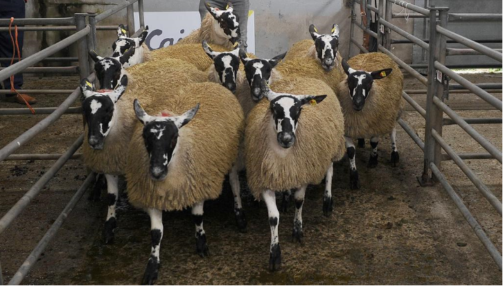 2,100 ewe lambs sold at the Mayo Mule and Greyface premier sale