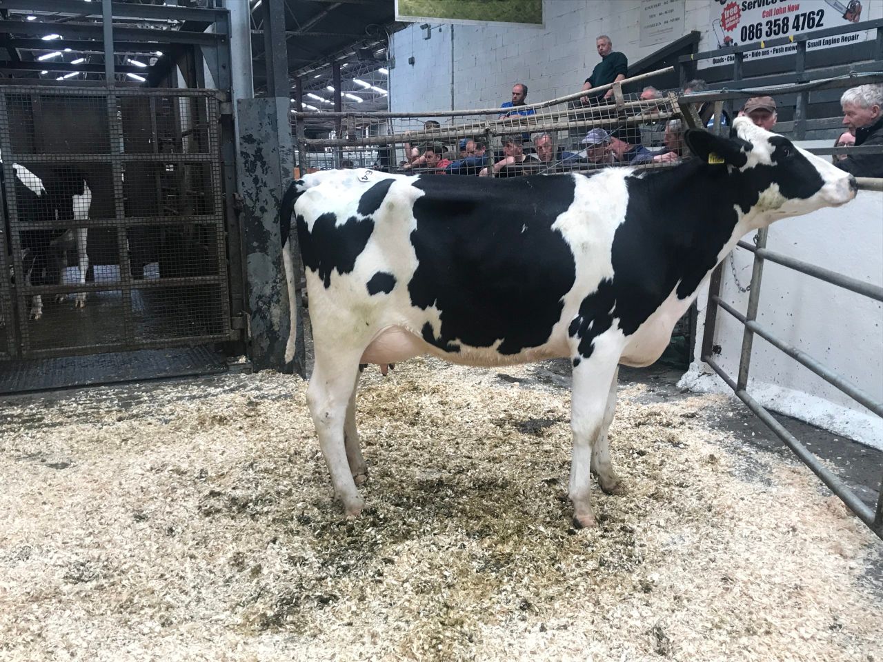 In-milk cows reach €2,700 at Carnaross dairy sale