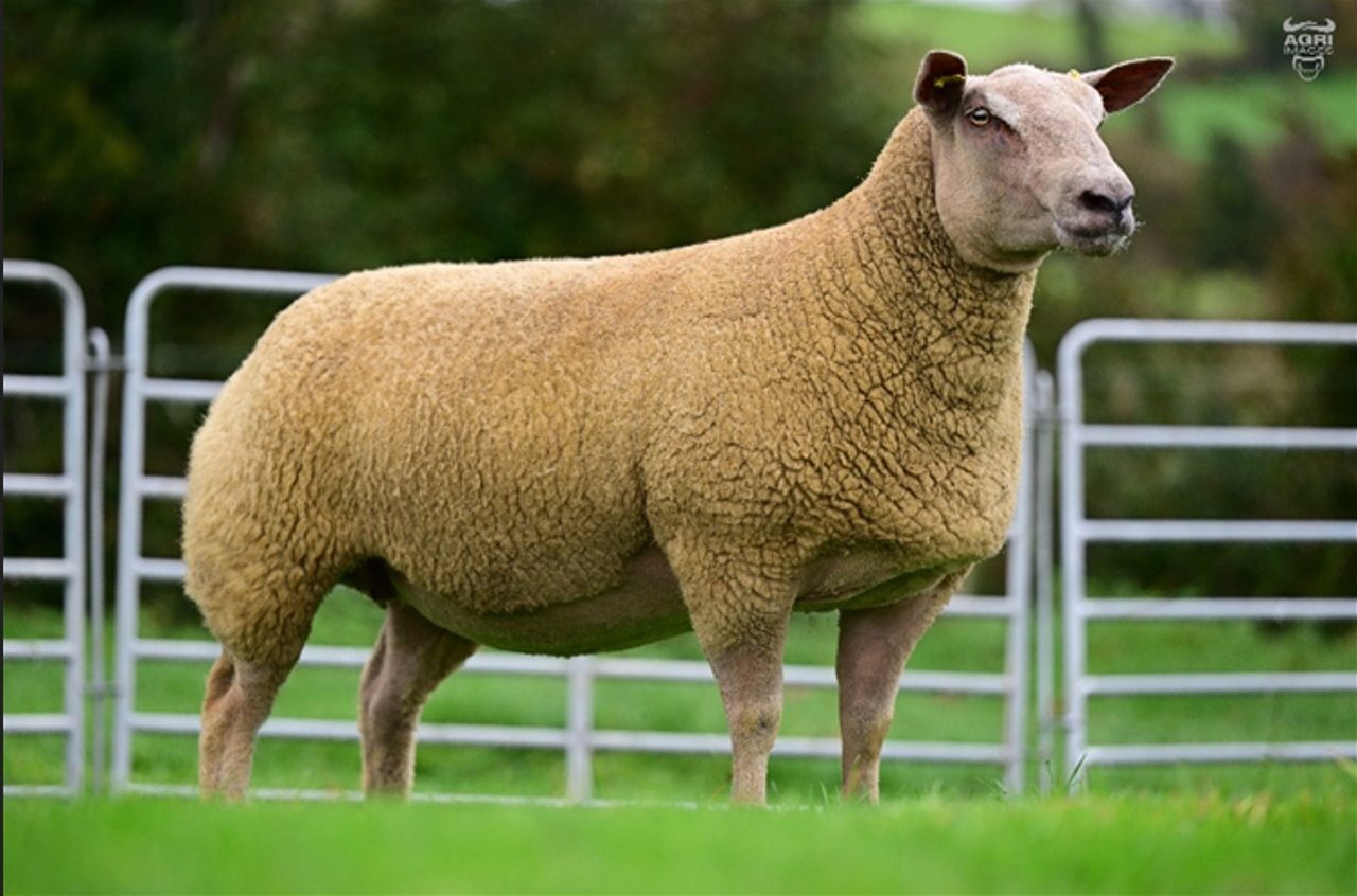 'Genetic Jewels' Charollais ewe sale set for Blessington Mart
