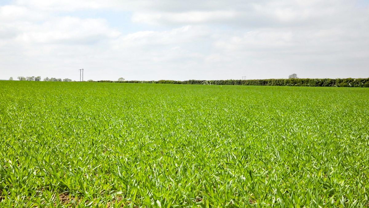 Spring barley: Awns peeping and BYDV is back
