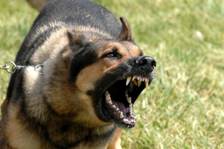 Dog attacks leave west Donegal farmers 'reeling' amid lambing season