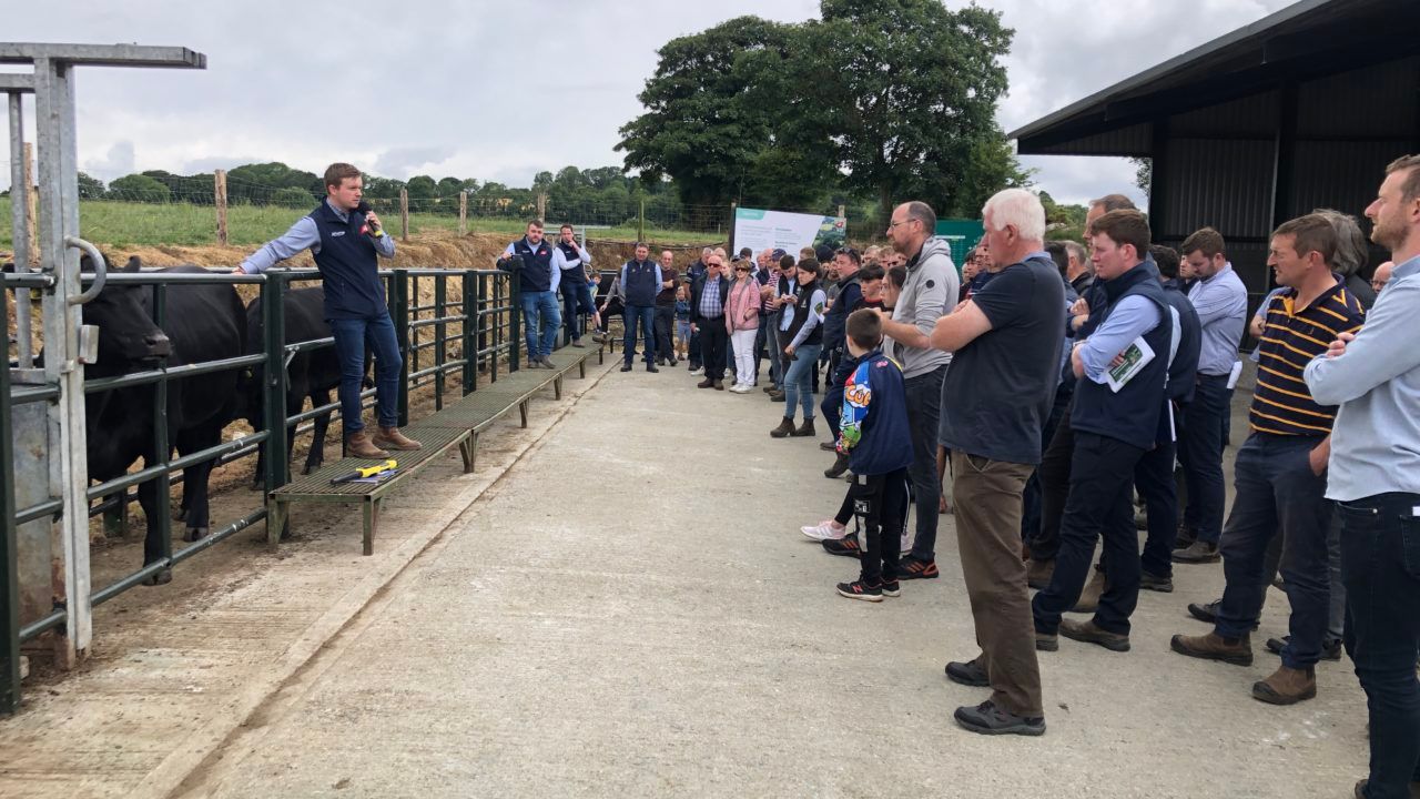 ABP to host suckler-beef farm walk in Cavan this week