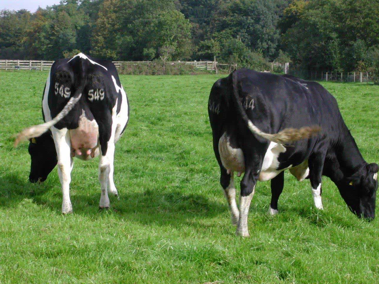 Levels of TB remain disappointingly high in Wicklow (Badgers to blame) - Minister