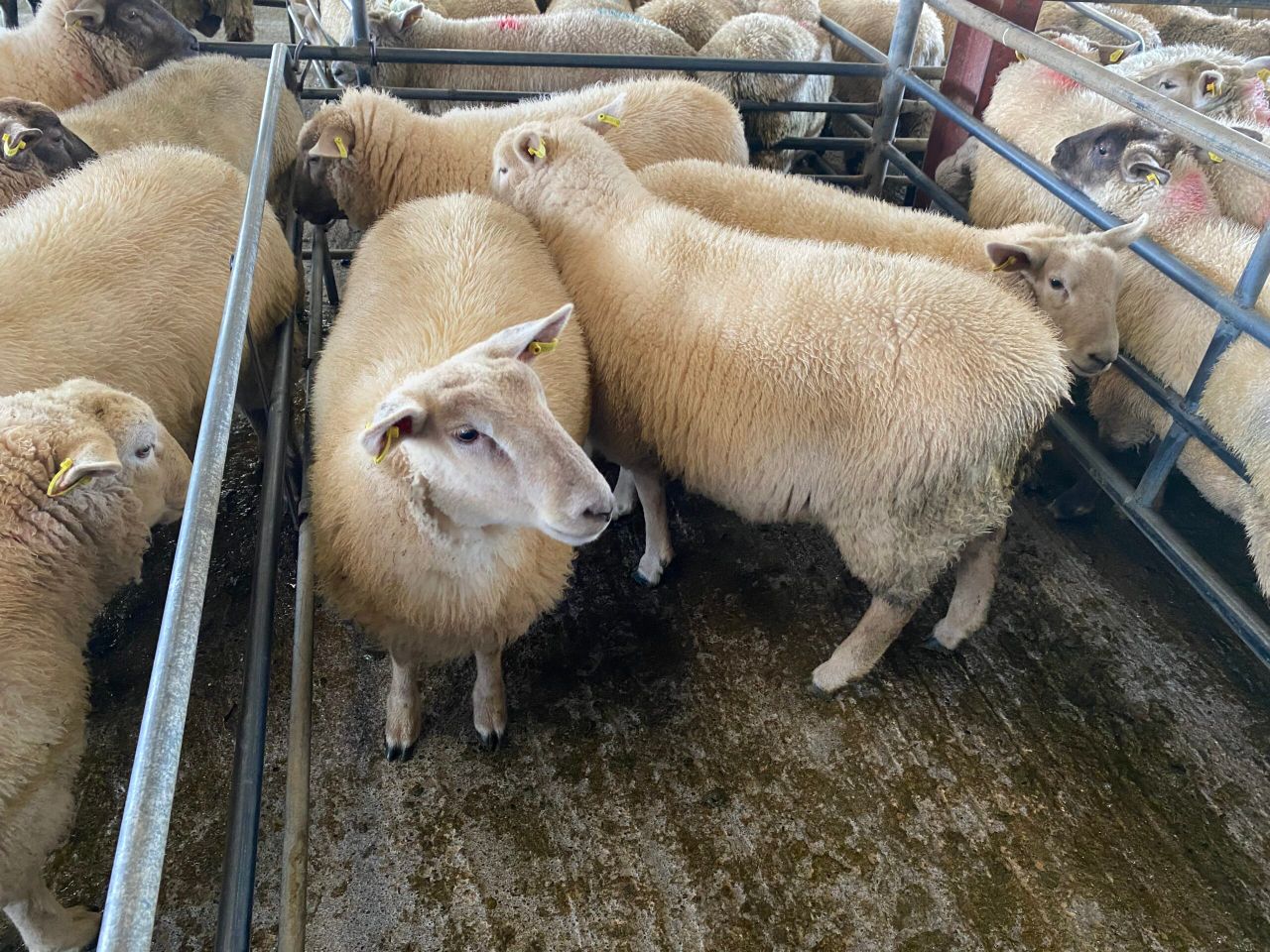 Sheep kill: Supplies bump up to reach nearly 60,000 head
