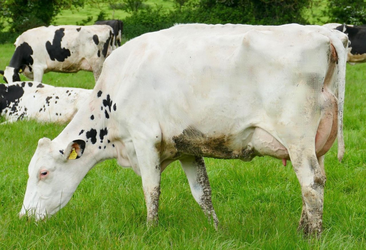Prices reach 6,600gns at Monamore sale